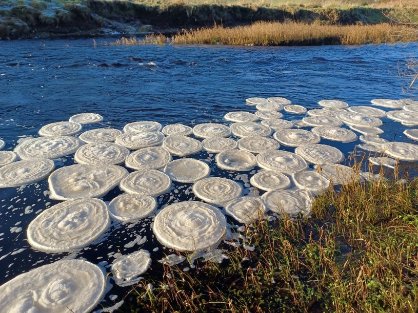 Lodowe kręgi to rzadkie zjawisko /Callum Sinclair/Scottish Invasive Species Initiative /Twitter