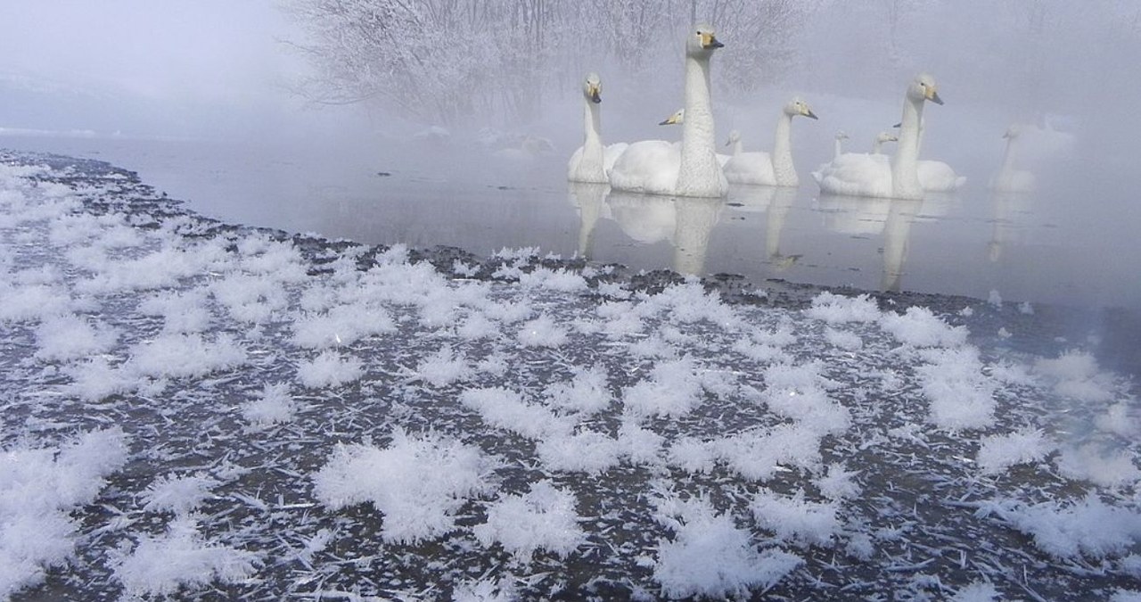 Lodowe kwiaty mogą formować się na zbiornikach wodnych /pakku, CC BY 3.0 /Wikipedia