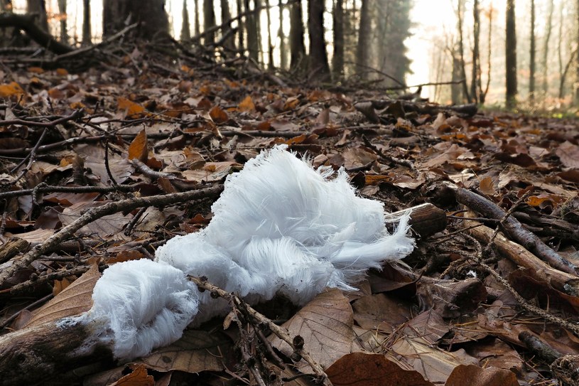 "Lodowe włosy" pojawiły się w lesie. Trudno oderwać od nich wzrok /123RF/PICSEL