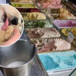 Psy Film (1992) Reż.Władysław Pasikowski