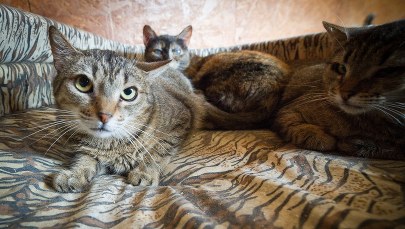 Łódź: 27 kotów czeka na nowy dom