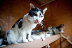 Łódź: 27 kotów czeka na nowy dom