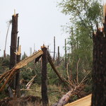 Łódź chce pomóc dwóm sołectwom na Pomorzu, które ucierpiały w wyniku burz