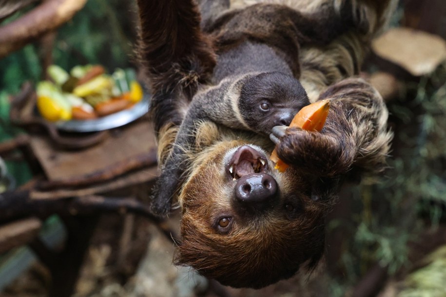 Łódź. Leniwiec dwupalczasty ze swoją matką /	Marian Zubrzycki /PAP