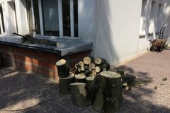 Łódź: Nawałnica wyrządziła szkody w ogrodzie zoologicznym 