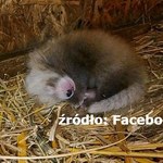 Łódź: W zoo urodziła się panda mała. To gatunek zagrożony wyginięciem