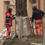 Łódź. Wyremontowali ulicę i przy okazji zniszczyli drzewa