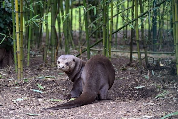 Łódzka wydra Corona w paryskim Ogrodzie Zoologicznym. /ZOO Łódź /Materiały prasowe