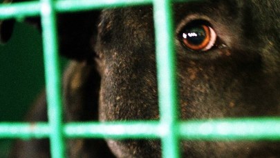 Łódzkie: 10-latka pogryziona przez pitbulla