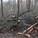 Łódzkie: Powalone drzewa, wielu odbiorców bez prądu
