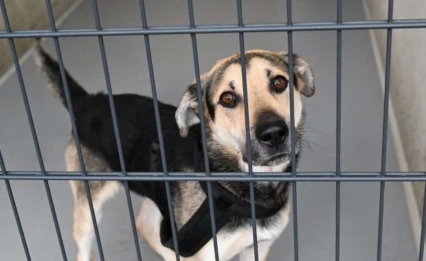 Łódzkie: Ruszyła akcja wywiezienia ze schroniska wygłodzonych psów