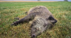 Łódzkie: Terytorialsi i weterynarze odnaleźli 10 martwych dzików