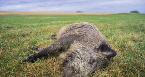 Łódzkie: Wojska Obrony Terytorialnej i weterynarze odnaleźli 10 martwych dzików