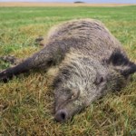 Łódzkie: Wojska Obrony Terytorialnej i weterynarze odnaleźli 10 martwych dzików