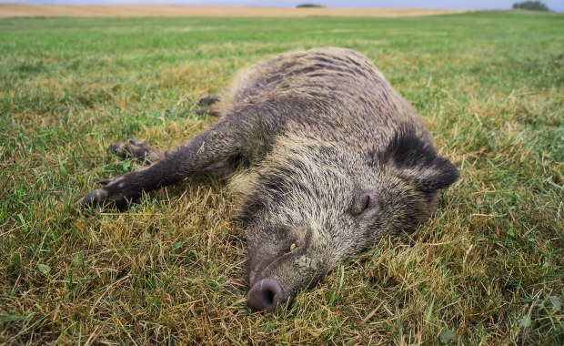 Łódzkie: Wojska Obrony Terytorialnej i weterynarze odnaleźli 10 martwych dzików