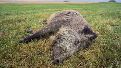 Łódzkie: Wojska Obrony Terytorialnej i weterynarze odnaleźli 10 martwych dzików