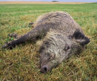 Łódzkie: Wojska Obrony Terytorialnej i weterynarze odnaleźli 10 martwych dzików