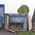 Łódzkie: Wypadek ciężarówki przewożącej świnie