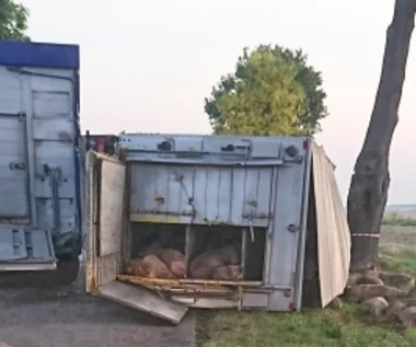 Łódzkie: Wypadek ciężarówki przewożącej świnie