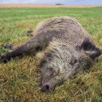 ASF Łódzkie: Znaleziono kości kolejnego padłego dzika