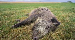 Łódzkie: Znaleziono kości kolejnego padłego dzika