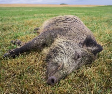 Łódzkie: Znaleziono kości kolejnego padłego dzika