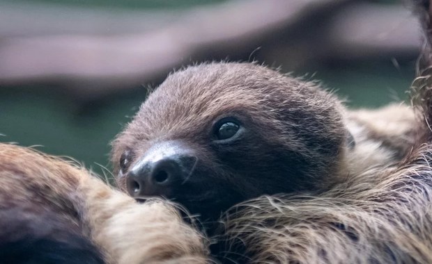 Łódzkie zoo ma nowego mieszkańca. To uroczy leniwiec