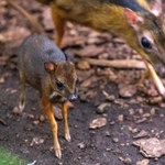 ​Łódzkie ZOO ma nowego myszojelenia