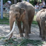Łódzkie zoo. Powstaje coś wyjątkowego 