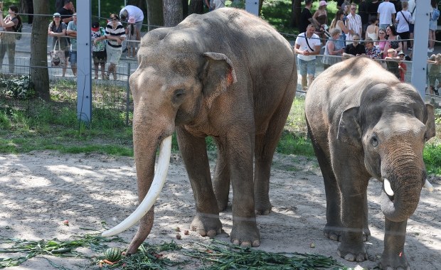 Łódzkie zoo. Powstaje coś wyjątkowego 