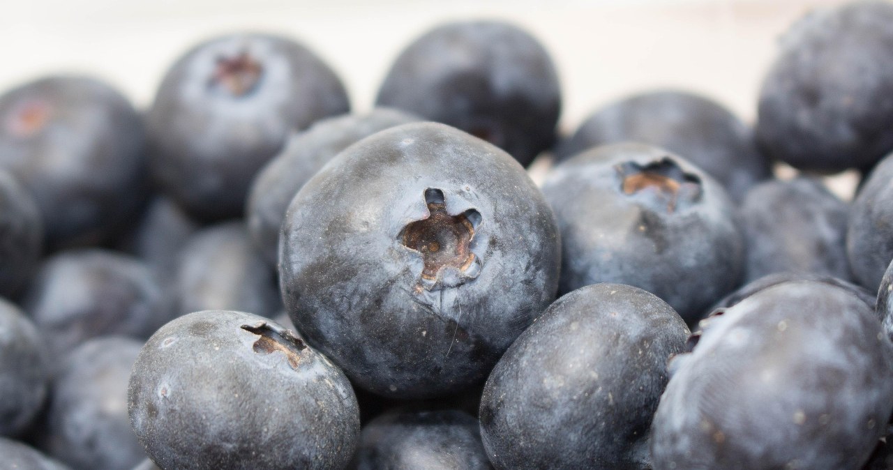 Лохина - надзвичайно корисна ягода, яку дуже просто виростити у власному саду /pixabay.com