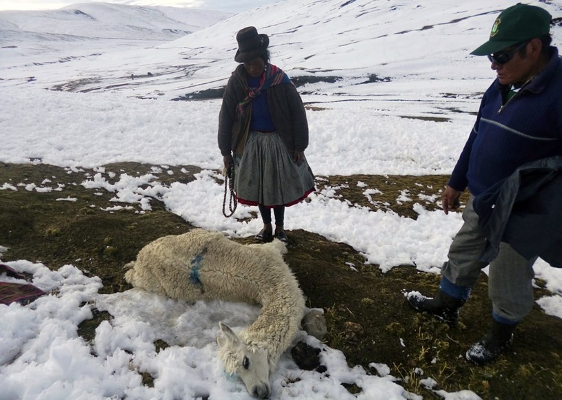 Lokalni hodowcy stracili całe stada /Carabaya /AFP