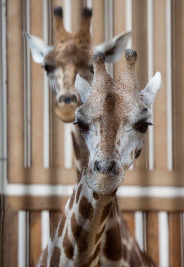 Lokatka trafiła do łódzkiego zoo z Warszawy /Grzegorz Michałowski /PAP