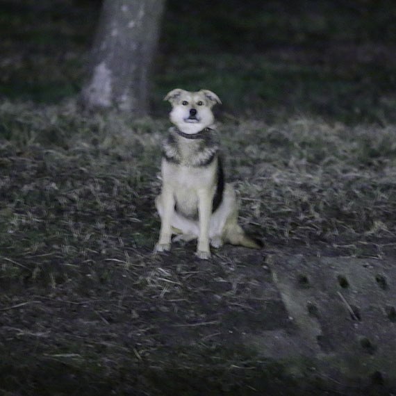 Lola nieźle radzi sobie na wolności /Sławomir Ryfczyński /iswinoujscie.pl