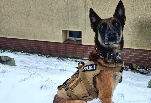 Lonar, to dzięki niemu schwytano sprawcę rozboju /Policja Wrocławska /Policja