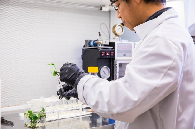 Long Zhang podczas testów skutecznosci działania zmodyfikowanych roślin / Mark Stone/University of Washington /Materiały prasowe
