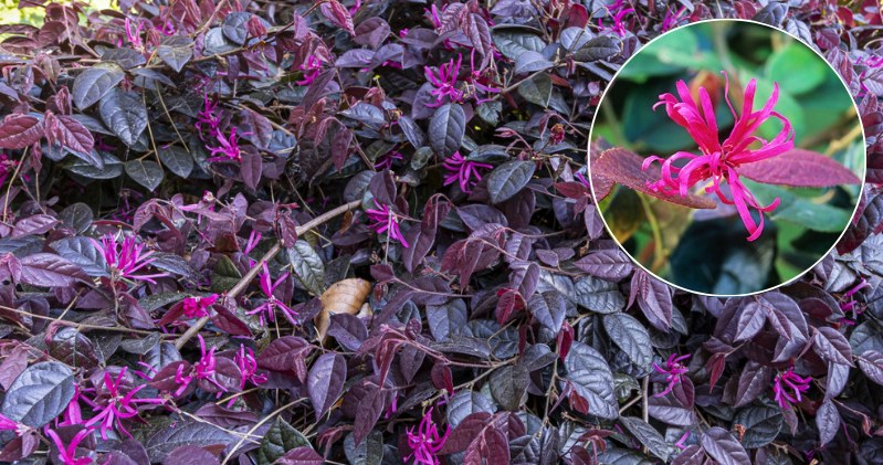 Loropetalum chińskie kwitnie zimą, więc będzie zdobił ogród, kiedy inne rośliny przestaną zachwycać urodą /Alain Kubacsi / Biosphoto/Bios Photo/ Science Photo Library /East News
