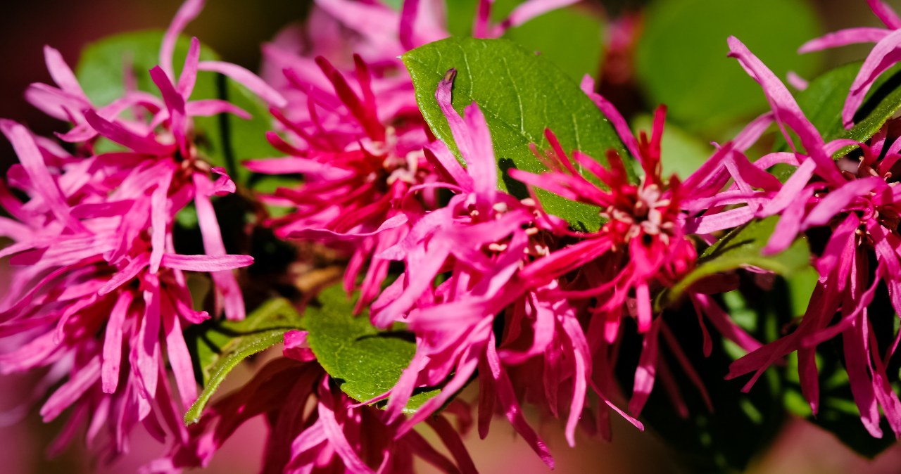 Loropetalum chińskie ma urokliwe, barwne kwiaty /Marjorie Bull