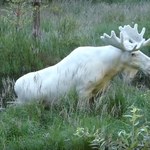 Łoś albinos sieje postrach wśród ludzi. Podjęto decyzję, że ma zostać odstrzelony