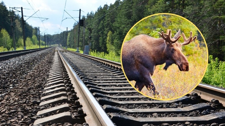 Łoś Emil sparaliżował ruch kolejowy. Zasnął na torach