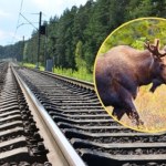 Łoś Emil sparaliżował ruch kolejowy. Zasnął na torach