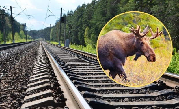 Łoś Emil sparaliżował ruch kolejowy. Zasnął na torach