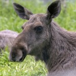 Łoś nabił się na ostry płot. Pod domami czai się śmiertelne zagrożenie