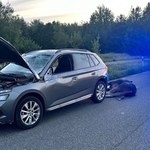 Łoś nagle wybiegł na drogę. Apel policji po nocnej kolizji