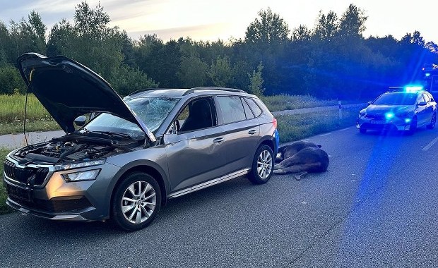 Łoś nagle wybiegł na drogę. Apel policji po nocnej kolizji