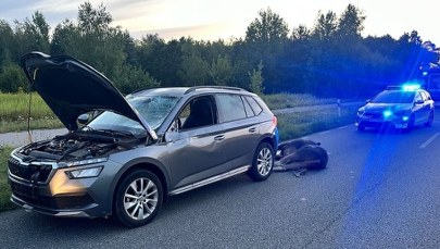 Łoś nagle wybiegł na drogę. Apel policji po nocnej kolizji