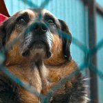 schronisko Los nielegalnego schroniska w Kuflewie przesądzony