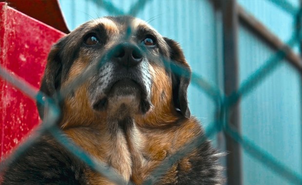 Los nielegalnego schroniska w Kuflewie przesądzony