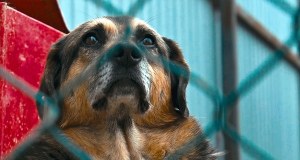 Los nielegalnego schroniska w Kuflewie przesądzony