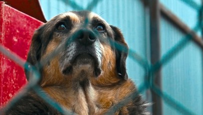 Los nielegalnego schroniska w Kuflewie przesądzony